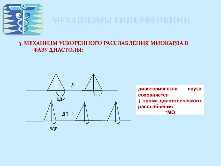 МЕХАНИЗМЫ ГИПЕРФУНКЦИИ 3. МЕХАНИЗМ УСКОРЕННОГО РАССЛАБЛЕНИЯ МИОКАРДА В ФАЗУ ДИАСТОЛЫ: ДП ДП ВДР ВДР