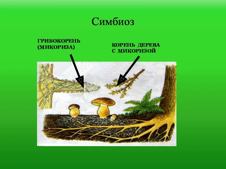 Симбиоз ГРИБОКОРЕНЬ (МИКОРИЗА) КОРЕНЬ ДЕРЕВА С МИКОРИЗОЙ