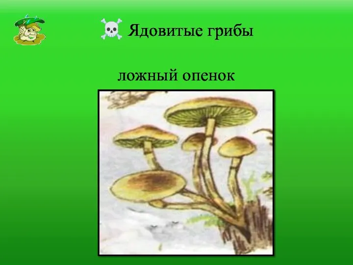 ☠ Ядовитые грибы ложный опенок
