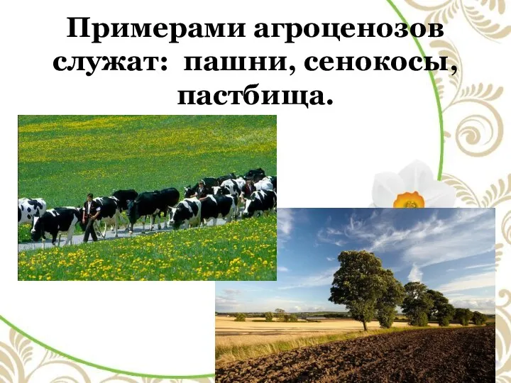 Примерами агроценозов служат: пашни, сенокосы, пастбища.