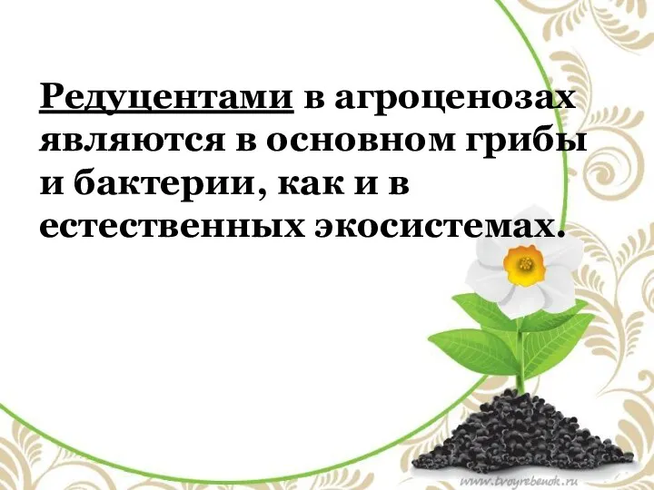 Редуцентами в агроценозах являются в основном грибы и бактерии, как и в естественных экосистемах.