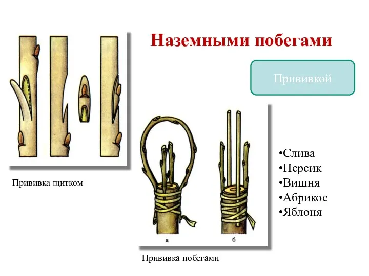 Размножение стеблями Наземными побегами Прививкой Прививка щитком Прививка побегами Слива Персик Вишня Абрикос Яблоня