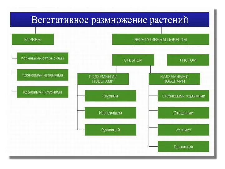 Вегетативное размножение растений