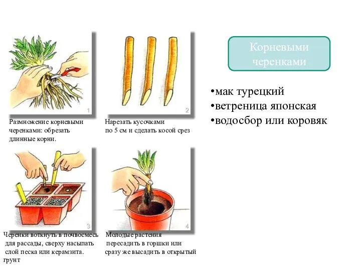 Размножение корнями Корневыми черенками Размножение корневыми Нарезать кусочками черенками: обрезать