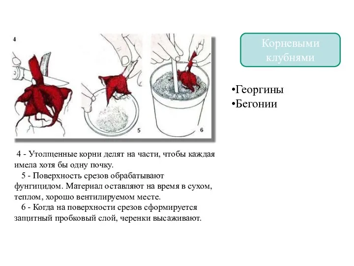 Корневыми клубнями Размножение корнями 4 - Утолщенные корни делят на