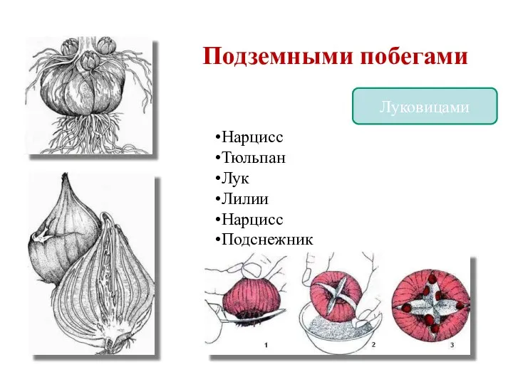 Размножение стеблями Подземными побегами Луковицами Нарцисс Тюльпан Лук Лилии Нарцисс Подснежник