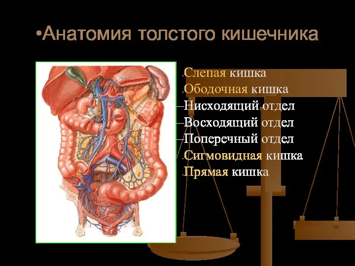 Анатомия толстого кишечника Слепая кишка Ободочная кишка Нисходящий отдел Восходящий