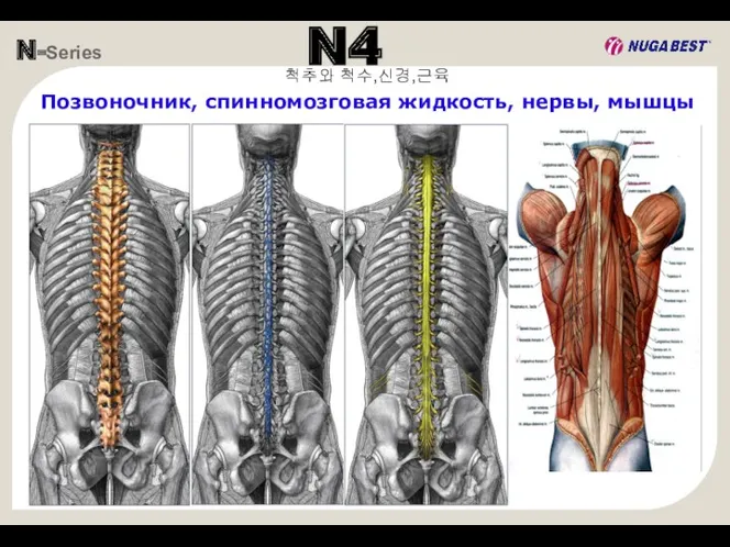 N-Series N4 척추와 척수,신경,근육 Позвоночник, спинномозговая жидкость, нервы, мышцы