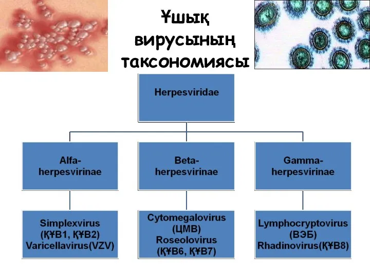 Ұшық вирусының таксономиясы