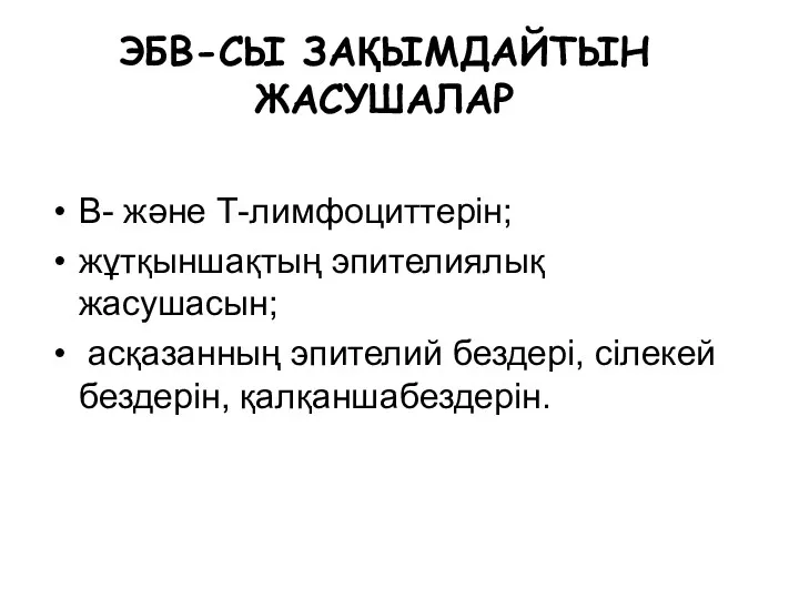 ЭБВ-СЫ ЗАҚЫМДАЙТЫН ЖАСУШАЛАР В- және Т-лимфоциттерін; жұтқыншақтың эпителиялық жасушасын; асқазанның эпителий бездері, сілекей бездерін, қалқаншабездерін.