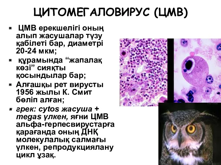 ЦИТОМЕГАЛОВИРУС (ЦМВ) ЦМВ ерекшелігі оның алып жасушалар түзу қабілеті бар,