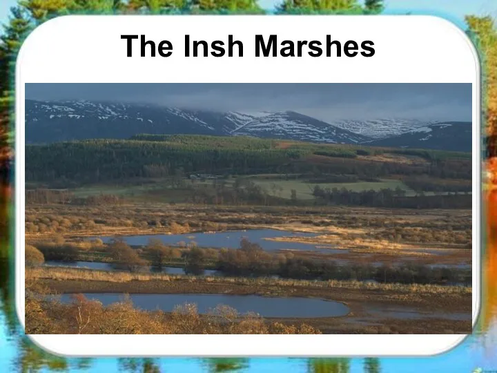 The Insh Marshes