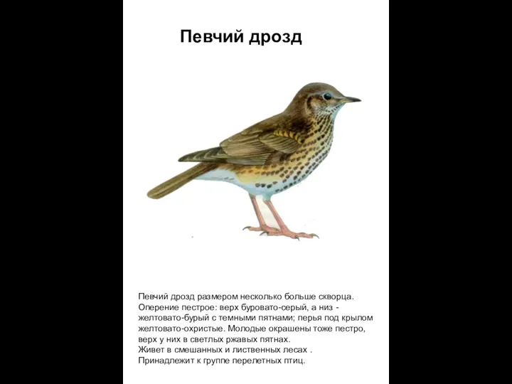 Певчий дрозд Певчий дрозд размером несколько больше скворца. Оперение пестрое: