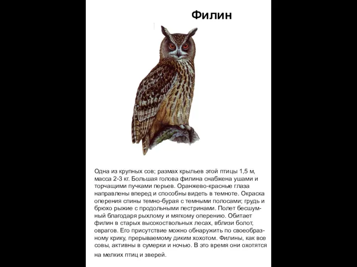 Одна из крупных сов; размах крыльев этой птицы 1,5 м,