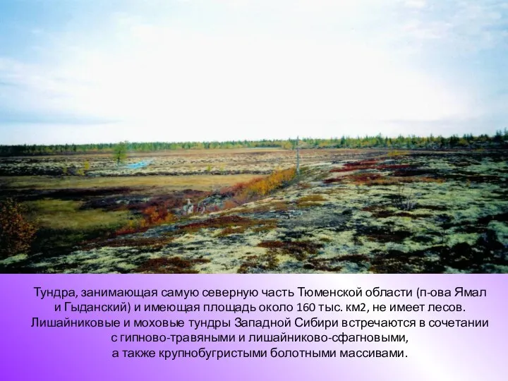 Тундра, занимающая самую северную часть Тюменской области (п-ова Ямал и