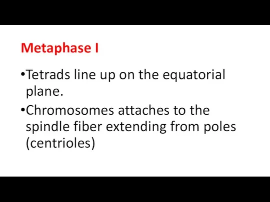Metaphase I Tetrads line up on the equatorial plane. Chromosomes