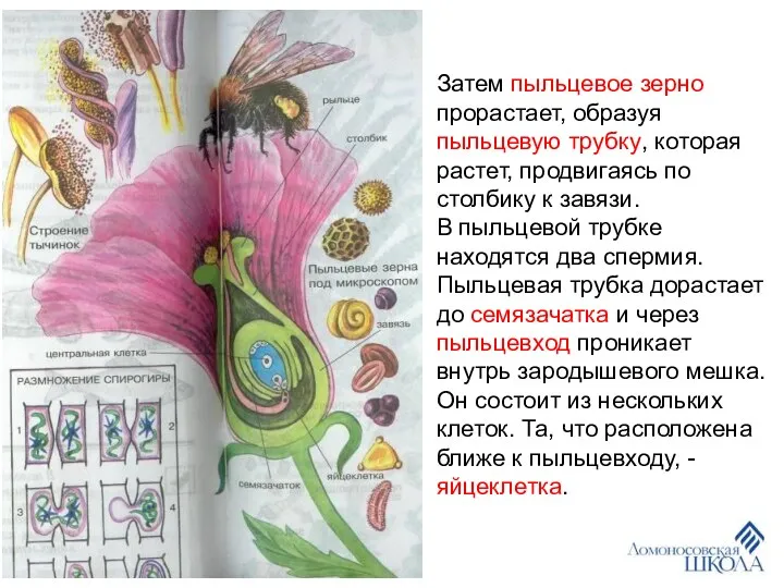 Затем пыльцевое зерно прорастает, образуя пыльцевую трубку, которая растет, продвигаясь