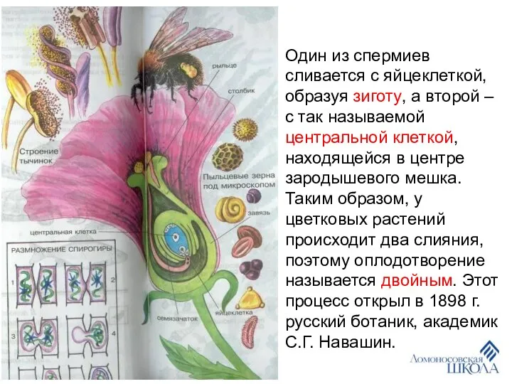 Один из спермиев сливается с яйцеклеткой, образуя зиготу, а второй