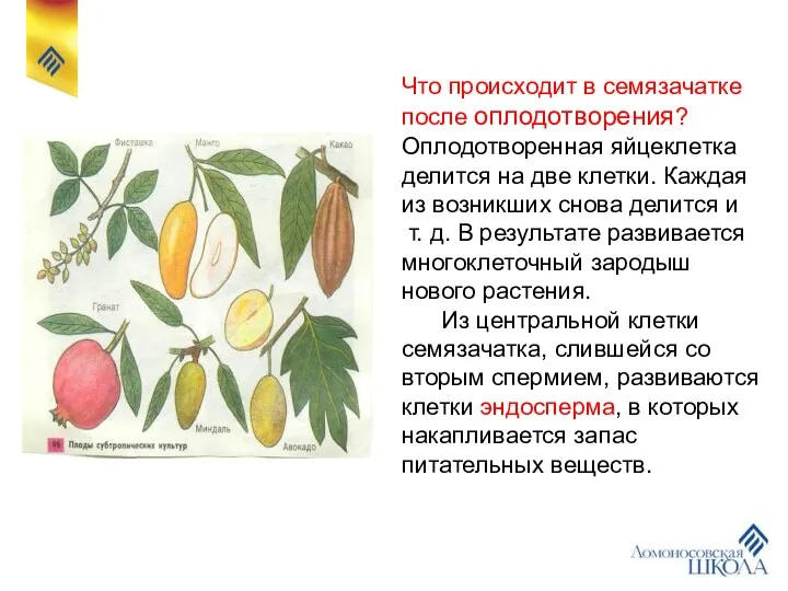 Что происходит в семязачатке после оплодотворения? Оплодотворенная яйцеклетка делится на