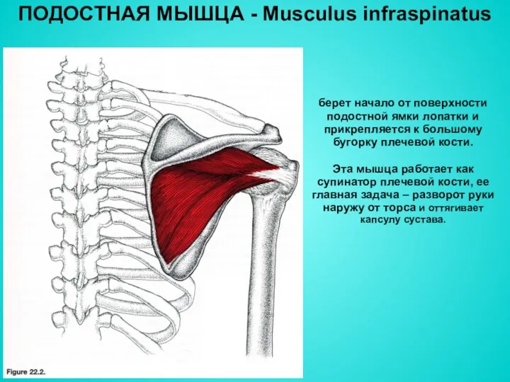 ПОДОСТНАЯ МЫШЦА - Musculus infraspinatus берет начало от поверхности подостной ямки лопатки и