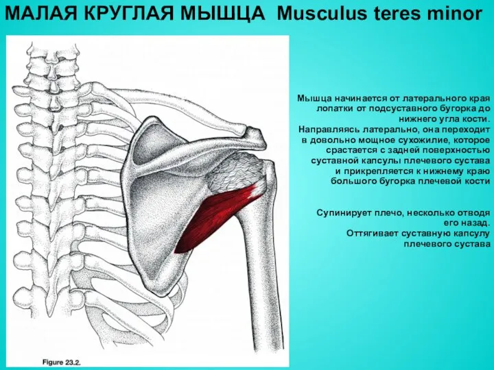 МАЛАЯ КРУГЛАЯ МЫШЦА Musculus teres minor Мышца начинается от латерального края лопатки от