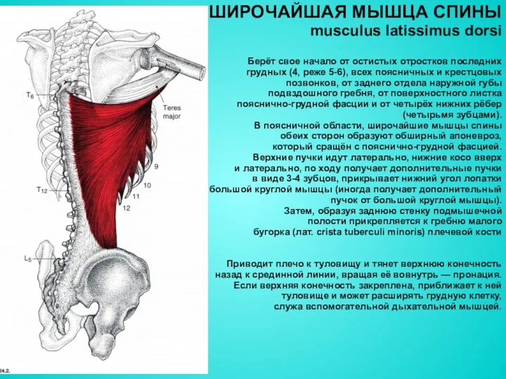 ШИРОЧАЙШАЯ МЫШЦА СПИНЫ musculus latissimus dorsi Берёт свое начало от остистых отростков последних