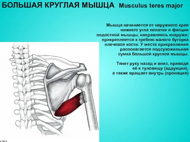 БОЛЬШАЯ КРУГЛАЯ МЫШЦА Musculus teres major Мышца начинается от наружного края нижнего угла