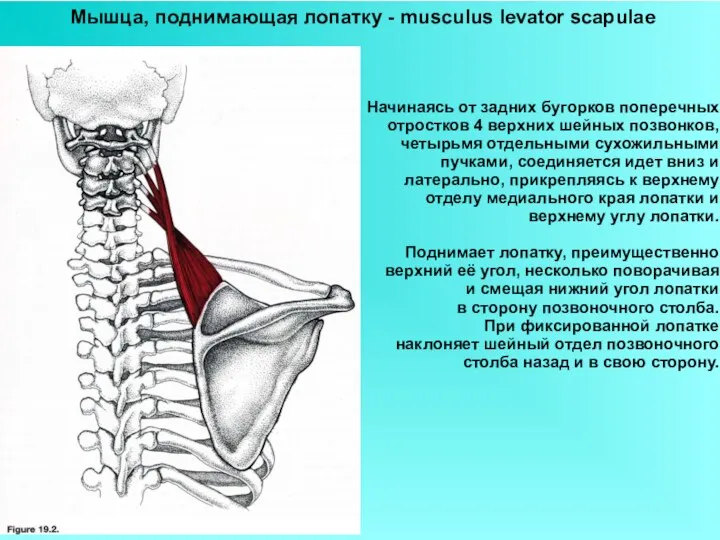 Мышца, поднимающая лопатку - musculus levator scapulae Начинаясь от задних бугорков поперечных отростков