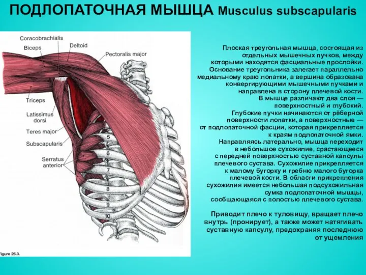 ПОДЛОПАТОЧНАЯ МЫШЦА Musculus subscapularis Плоская треугольная мышца, состоящая из отдельных мышечных пучков, между