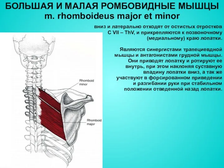 БОЛЬШАЯ И МАЛАЯ РОМБОВИДНЫЕ МЫШЦЫ m. rhomboideus major et minor вниз и латерально