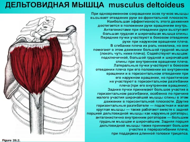 ДЕЛЬТОВИДНАЯ МЫШЦА musculus deltoideus При одновременном сокращении всех пучков мышцы вызывает отведение руки