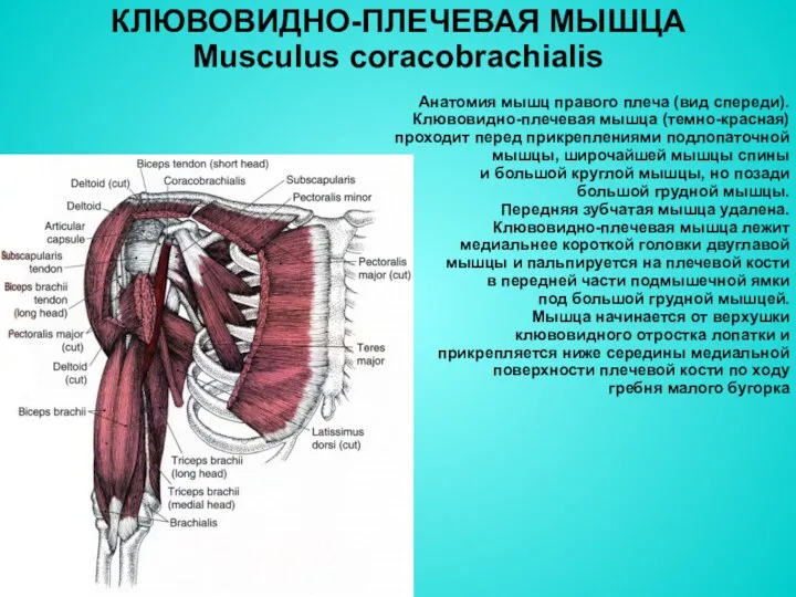 КЛЮВОВИДНО-ПЛЕЧЕВАЯ МЫШЦА Musculus coracobrachialis Анатомия мышц правого плеча (вид спереди). Клювовидно-плечевая мышца (темно-красная)