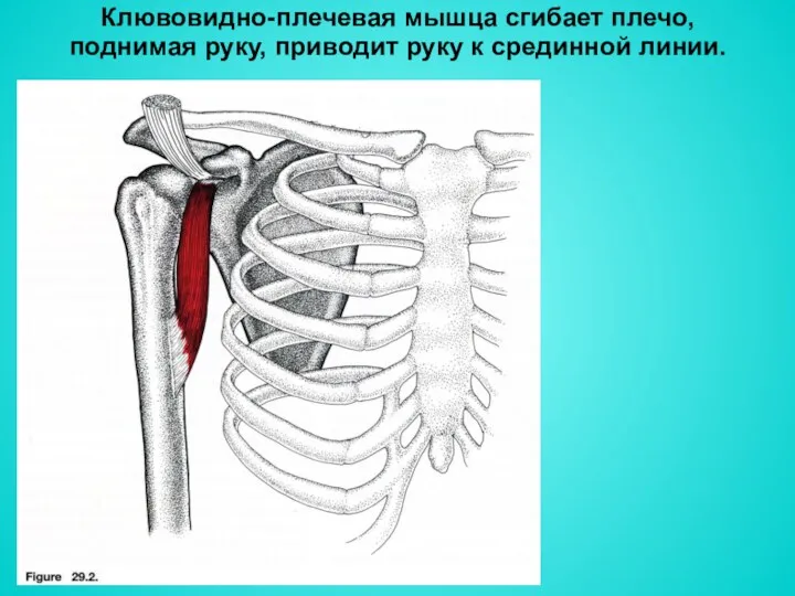 Клювовидно-плечевая мышца cгибает плечо, поднимая руку, приводит руку к срединной линии.