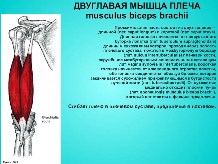 ДВУГЛАВАЯ МЫШЦА ПЛЕЧА musculus biceps brachii Проксимальная часть состоит из двух головок —