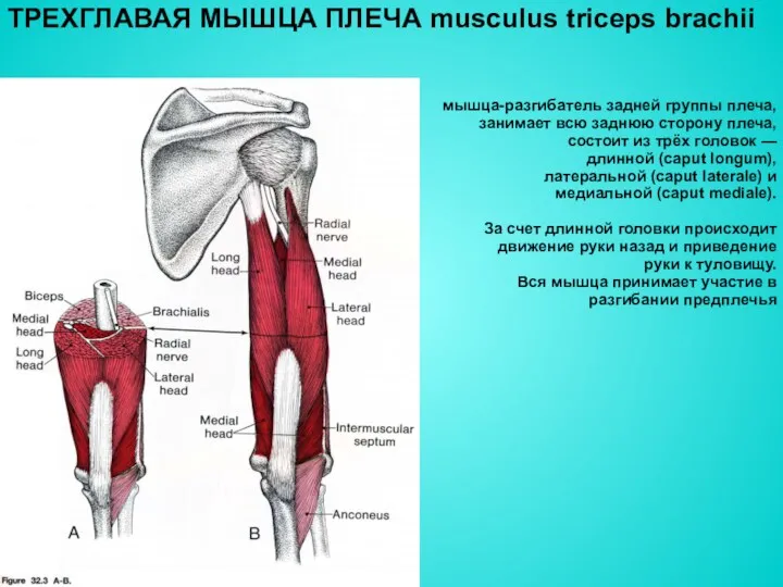 ТРЕХГЛАВАЯ МЫШЦА ПЛЕЧА musculus triceps brachii мышца-разгибатель задней группы плеча, занимает всю заднюю