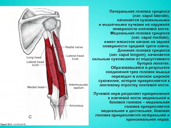 Латеральная головка трицепса (лат. caput laterale), начинается сухожильными и мышечными пучками на наружной