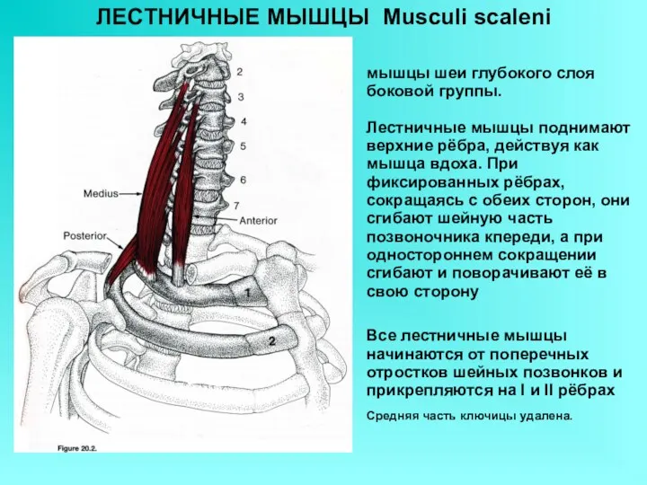 ЛЕСТНИЧНЫЕ МЫШЦЫ Musculi scaleni мышцы шеи глубокого слоя боковой группы. Лестничные мышцы поднимают
