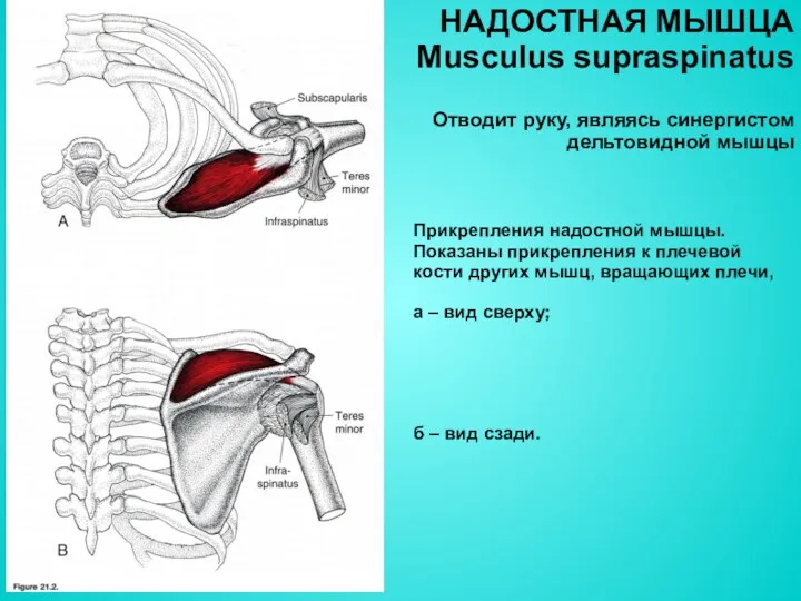 НАДОСТНАЯ МЫШЦА Musculus supraspinatus Отводит руку, являясь синергистом дельтовидной мышцы Прикрепления надостной мышцы.