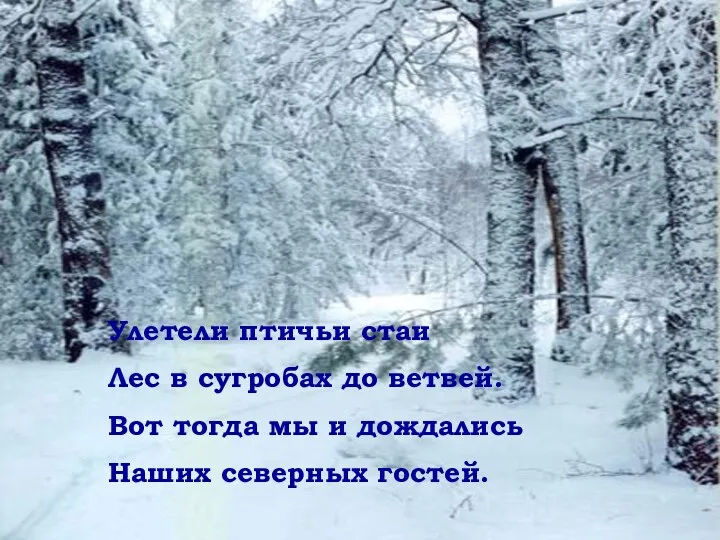 Улетели птичьи стаи Лес в сугробах до ветвей. Вот тогда мы и дождались Наших северных гостей.