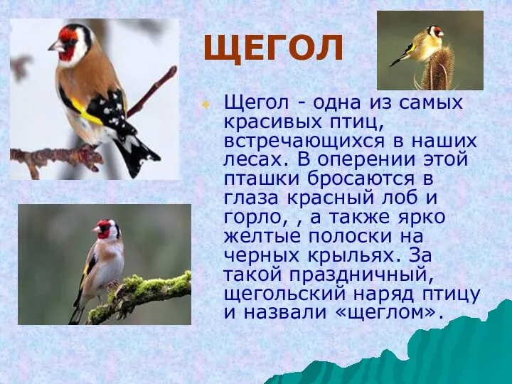 ЩЕГОЛ Щегол - одна из самых красивых птиц, встречающихся в