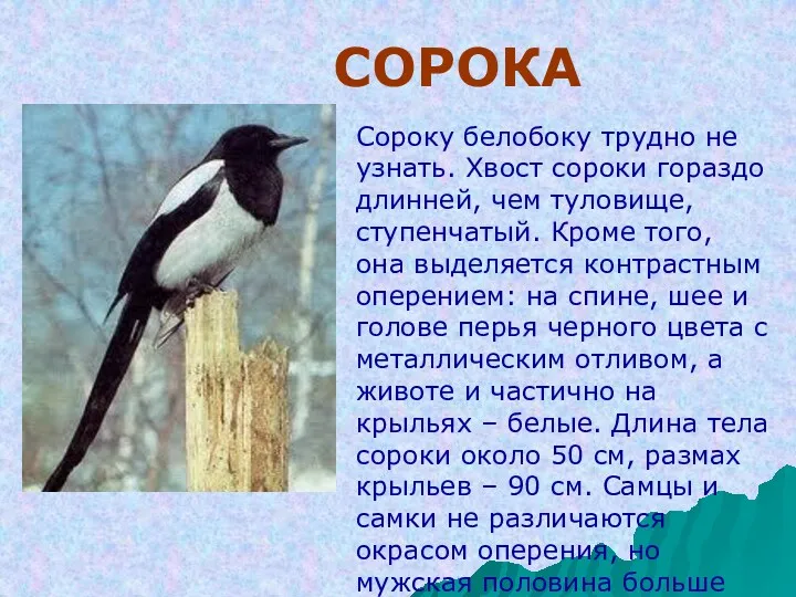 СОРОКА Сороку белобоку трудно не узнать. Хвост сороки гораздо длинней,