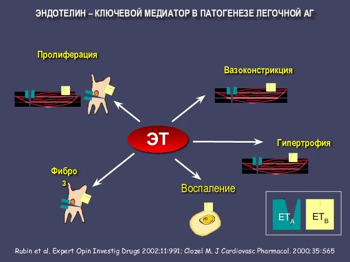 ЭНДОТЕЛИН – КЛЮЧЕВОЙ МЕДИАТОР В ПАТОГЕНЕЗЕ ЛЕГОЧНОЙ АГ Rubin et