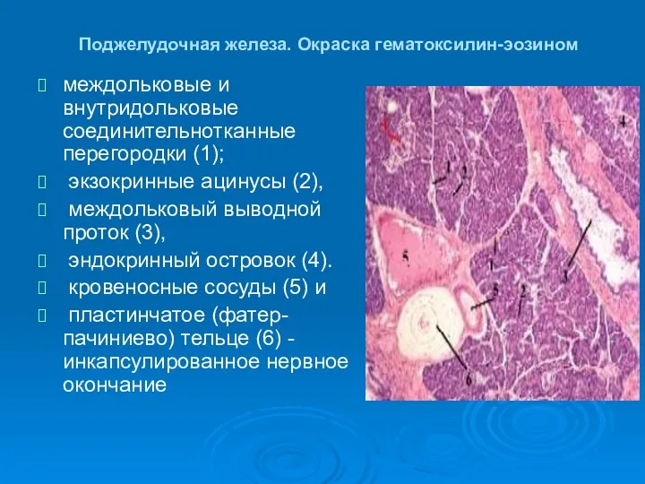 Поджелудочная железа. Окраска гематоксилин-эозином междольковые и внутридольковые соединительнотканные перегородки (1);