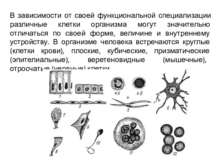 В зависимости от своей функциональной специализации различные клетки организма могут