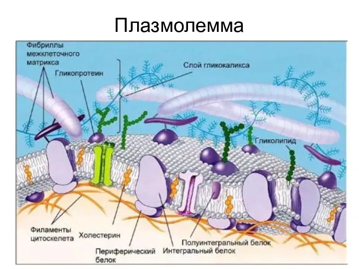 Плазмолемма