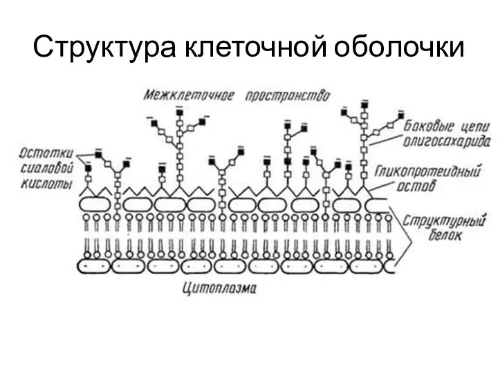 Структура клеточной оболочки