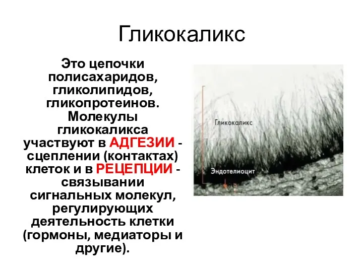 Гликокаликс Это цепочки полисахаридов, гликолипидов, гликопротеинов. Молекулы гликокаликса участвуют в