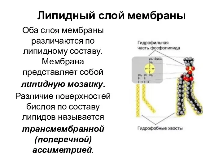 Липидный слой мембраны Оба слоя мембраны различаются по липидному составу.