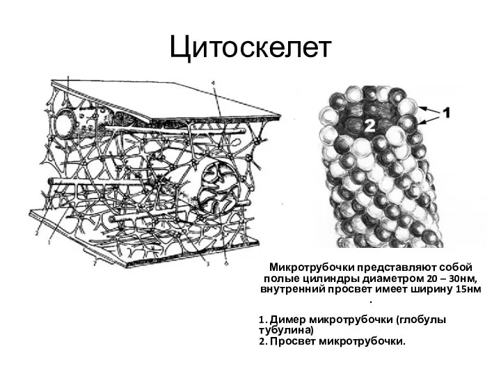 Цитоскелет Микротрубочки представляют собой полые цилиндры диаметром 20 – 30нм,