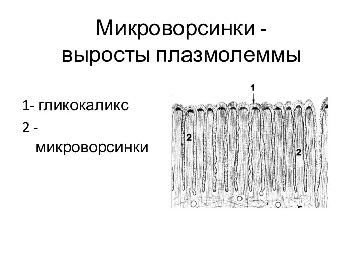 Микроворсинки - выросты плазмолеммы 1- гликокаликс 2 - микроворсинки